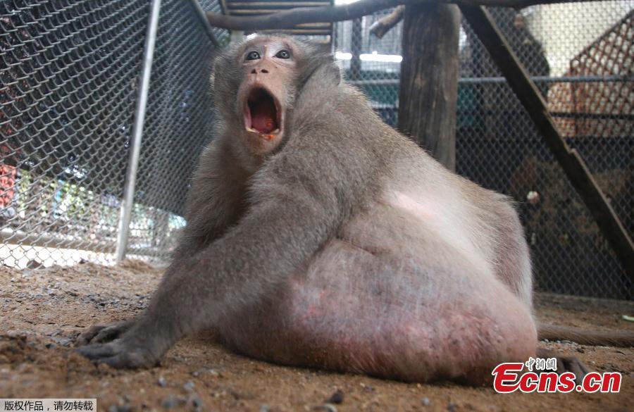 A wild obese macaque, called Uncle fat, rescued from a Bangkok suburb, sit in a cage at rehabilitation center Bangkok, Thailand, Friday, May 19, 2017. A morbidly obese wild monkey who gorged himself on junk food and soda from tourists has been rescued and placed on a strict diet.(Photo/Agencies)