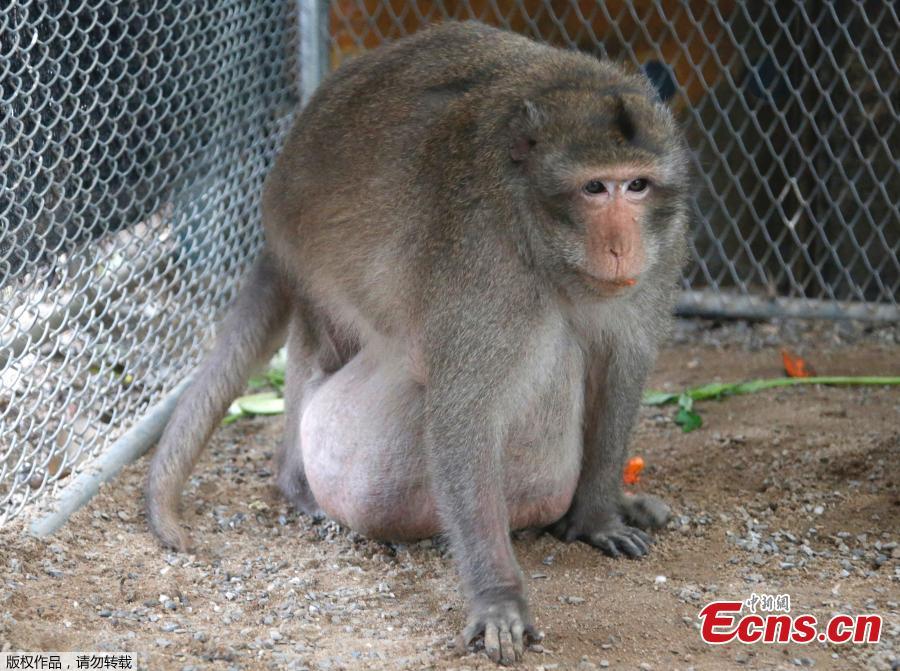A wild obese macaque, called Uncle fat, rescued from a Bangkok suburb, walks in a cage at rehabilitation center Bangkok, Thailand, Friday, May 19, 2017. A morbidly obese wild monkey who gorged himself on junk food and soda from tourists has been rescued and placed on a strict diet.(Photo/Agencies)