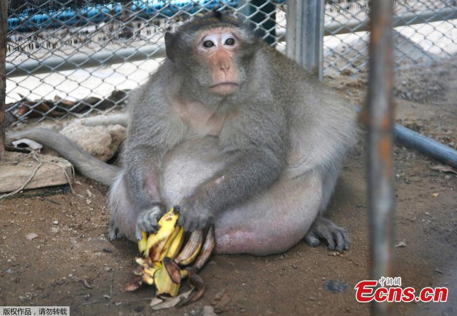 A wild obese macaque, called Uncle fat, rescued from a Bangkok suburb, sit in a cage with banana in a rehabilitation center Bangkok, Thailand, Friday, May 19, 2017. A morbidly obese wild monkey who gorged himself on junk food and soda from tourists has been rescued and placed on a strict diet.(Photo/Agencies)
