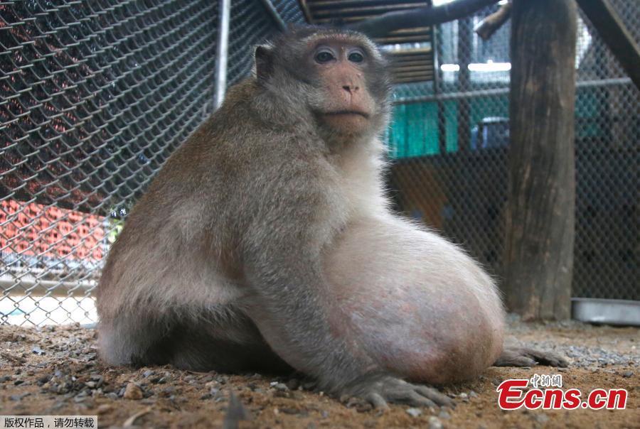 A wild obese macaque, called Uncle fat, rescued from a Bangkok suburb, sit in a cage  at rehabilitation center Bangkok, Thailand, Friday, May 19, 2017. A morbidly obese wild monkey who gorged himself on junk food and soda from tourists has been rescued and placed on a strict diet.(Photo/Agencies)