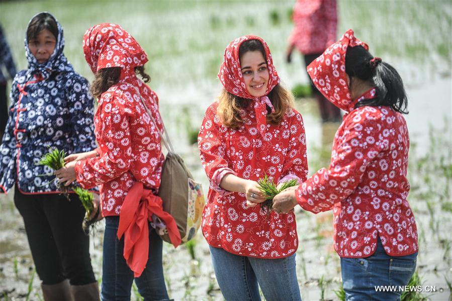 Foreign students experience transplanting rice seedlings in NE China(1/6)