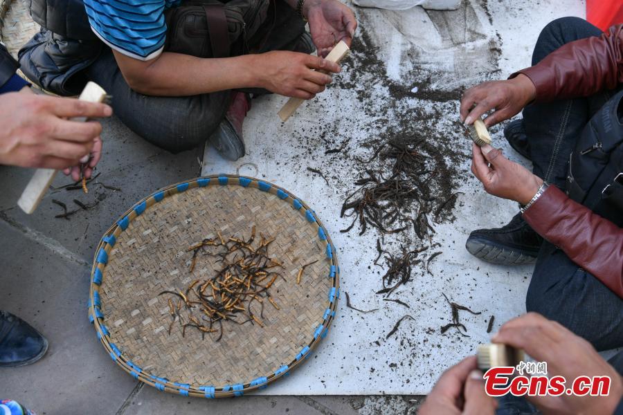 Price of caterpillar fungus rises