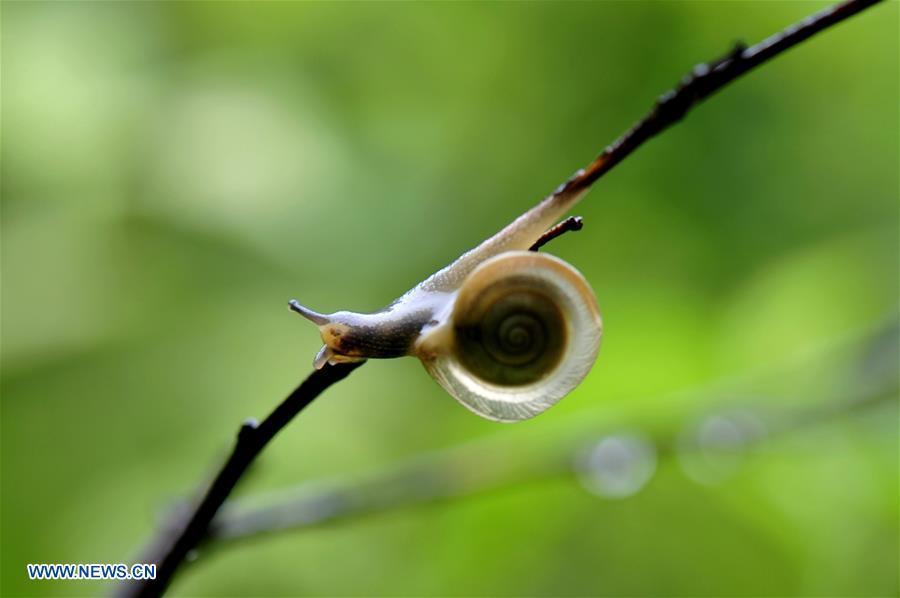 Snails creep on leaves in rain(7/14)