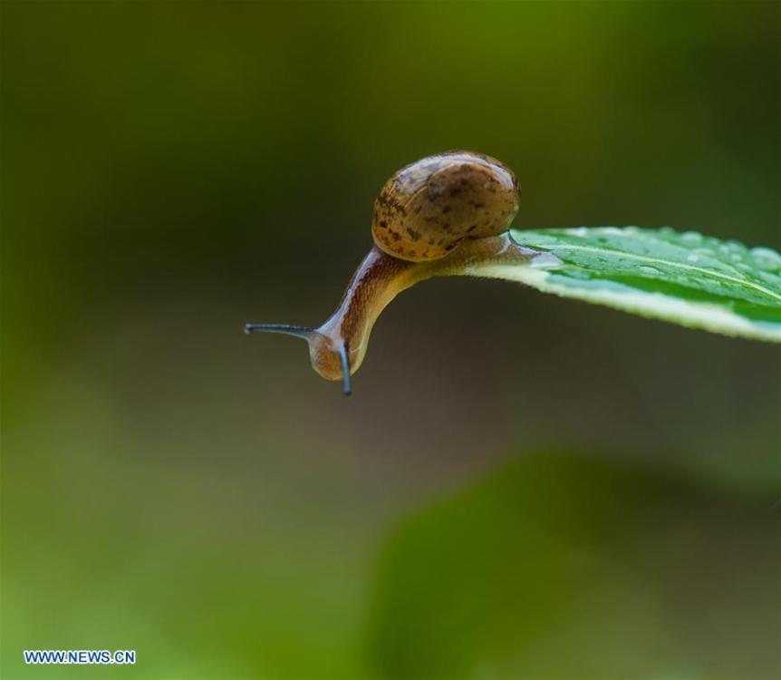Snails creep on leaves in rain(5/14)