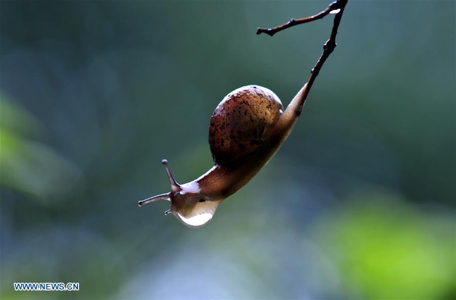 Snails creep on leaves in rain(7/14)