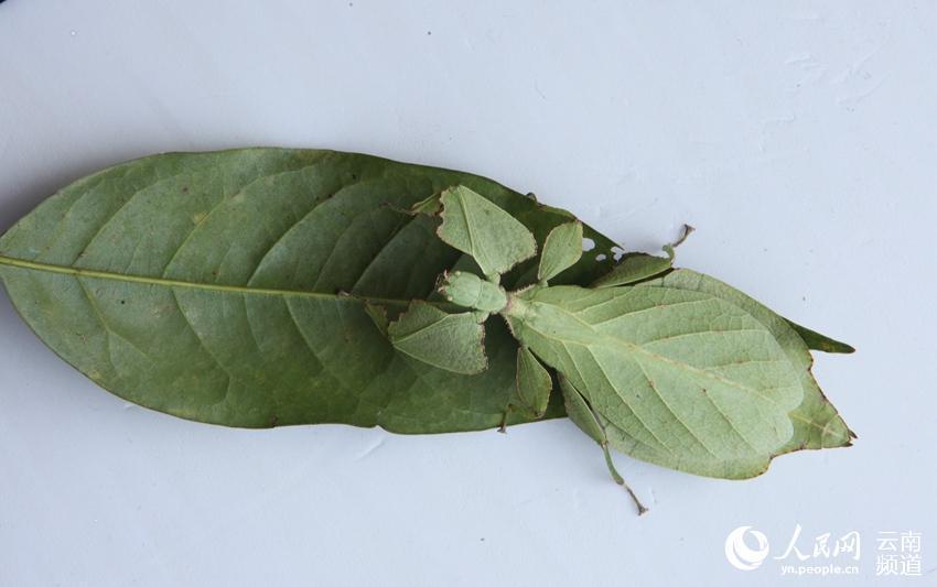 'Walking leaf' in Yunnan revealed to be rare stick insect(1/3)