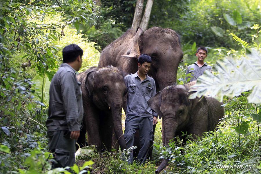 Elephants receive medical care at rescue center in Yunnan(1/11)