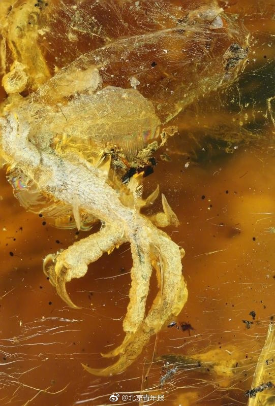 Scientists identify most complete hatchling preserved in Burmese amber(1/4)