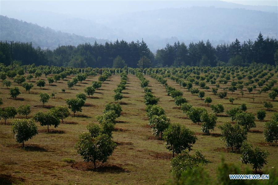 Avocado production in Michoacan, Mexico(8/11)