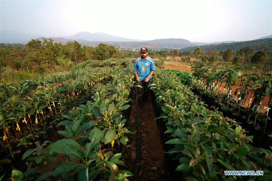 Avocado production in Michoacan, Mexico(8/11)