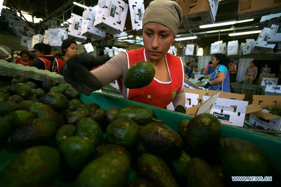 Avocado production in Michoacan, Mexico(10/11)