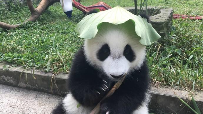 Pandas rock tailor-made hats to stay cool this summer(1/5)