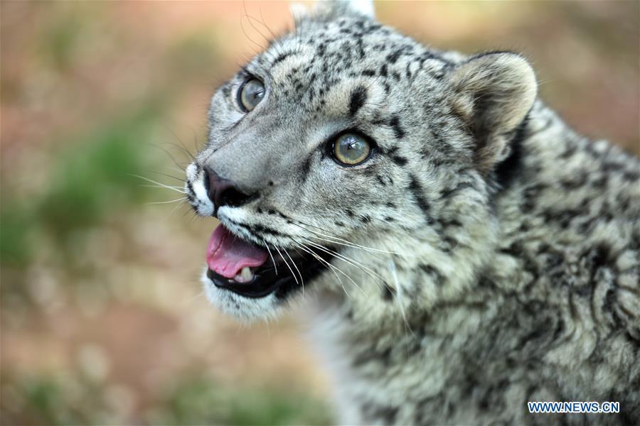 15 snow leopard facts picture