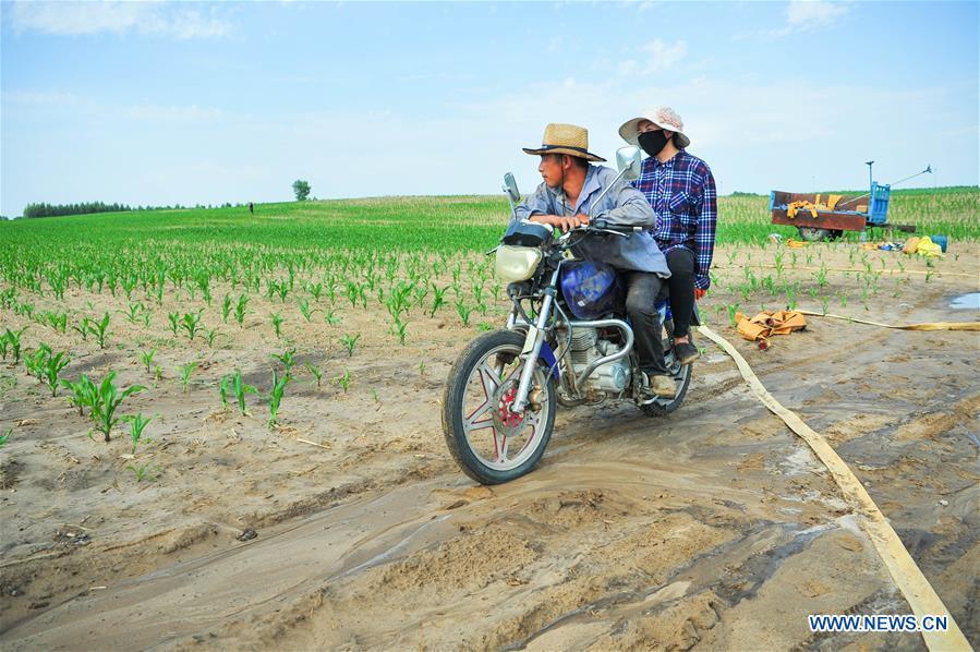 Villagers check their farmland in Dalin Township in Tongliao, north China\'s Inner Mongolia Autonomous Region, June 16, 2017. (Xinhua/Lian Zhen)