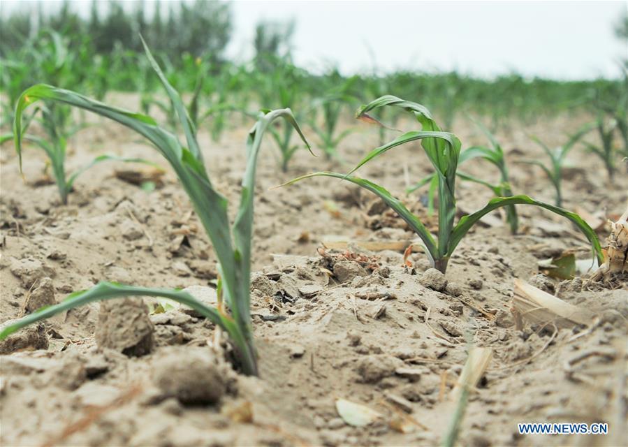 Seedlings suffer from drought in Shaogen Township in Chifeng, north China\'s Inner Mongolia Autonomous Region, June 15, 2017. (Xinhua/Lian Zhen)