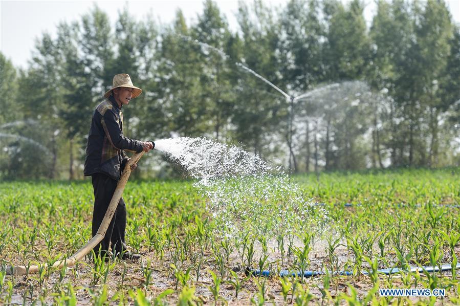 A villager irrigates a corn field in Dalin Township in Tongliao, north China\'s Inner Mongolia Autonomous Region, June 16, 2017. (Xinhua/Lian Zhen)