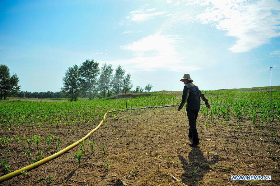 
A villager irrigates a corn field in Dalin Township in Tongliao, north China\'s Inner Mongolia Autonomous Region, June 16, 2017. (Xinhua/Lian Zhen)