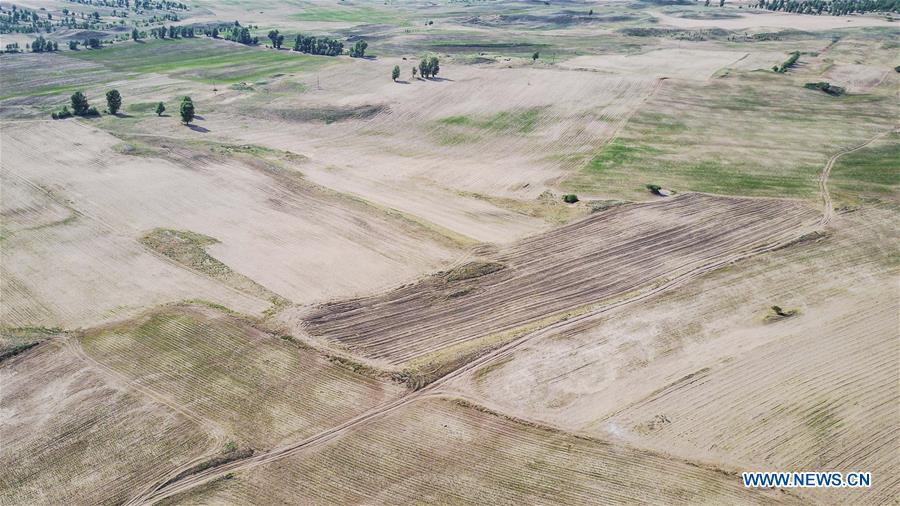 Farmland suffers from drought in Dalin Township in Tongliao, north China\'s Inner Mongolia Autonomous Region, June 16, 2017. (Xinhua/Lian Zhen