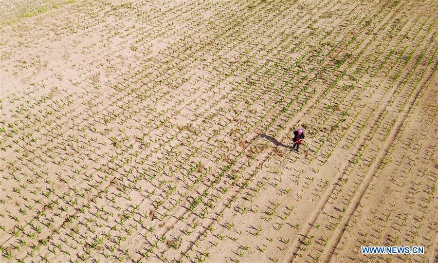 A villager works in a farmland in Dalin Township in Tongliao, north China\'s Inner Mongolia Autonomous Region, June 16, 2017. (Xinhua/Lian Zhen)