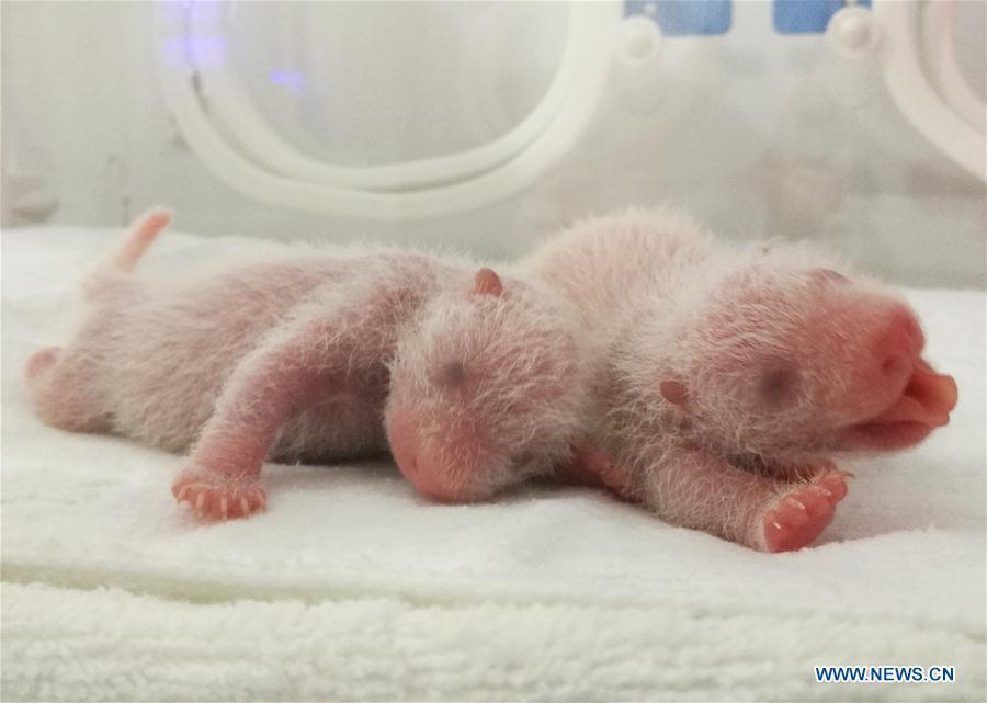 Three panda cubs born in Shaanxi Province(1/5)