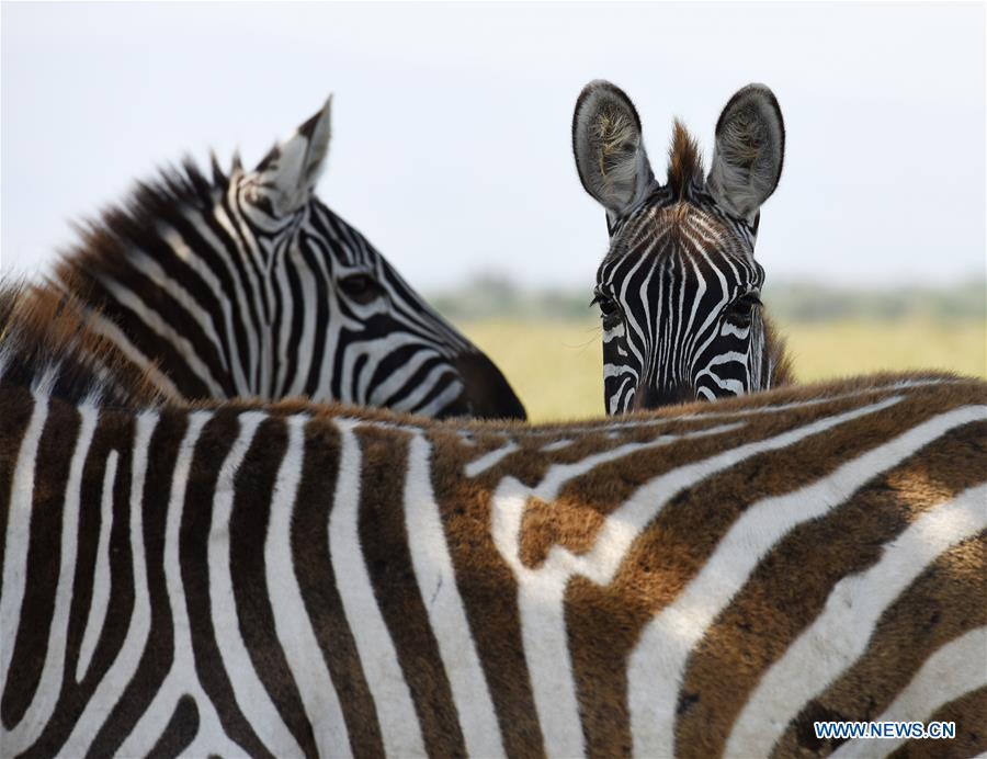 Wild animals in Lake Nakuru National Park, Kenya(9/10)