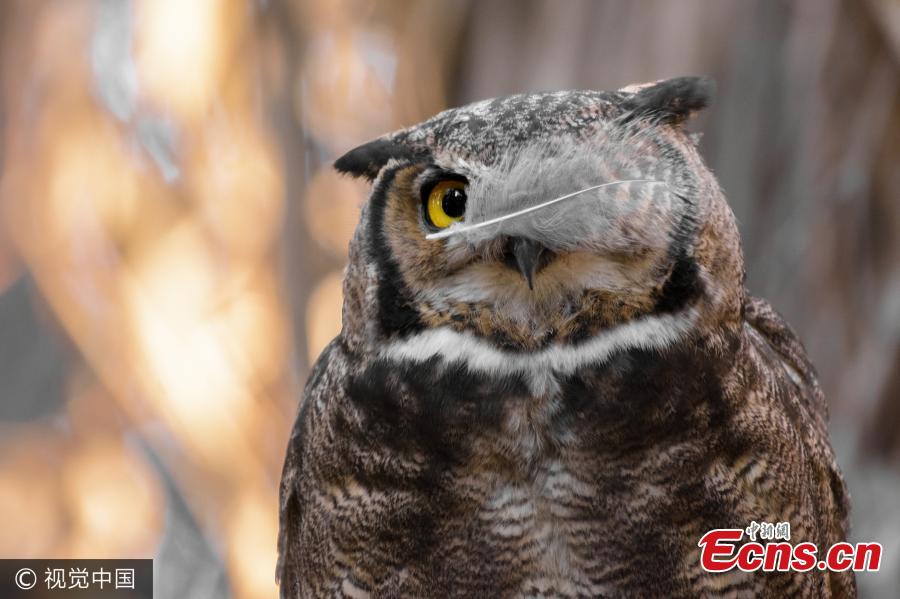 Selection of comedy wildlife photography competition (1/5)