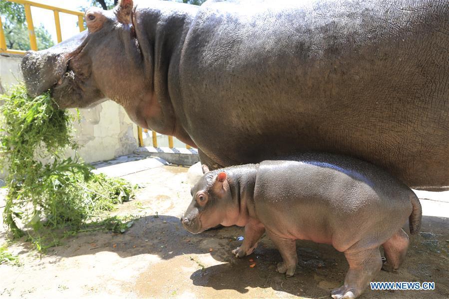 An one-month-old hippo cub comes out of a cage with its mother \