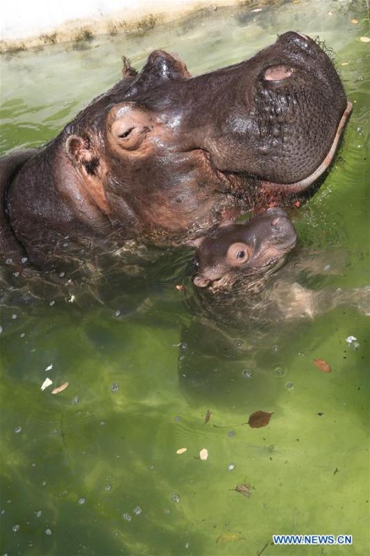 An one-month-old hippo cub plays in the water with its mother \