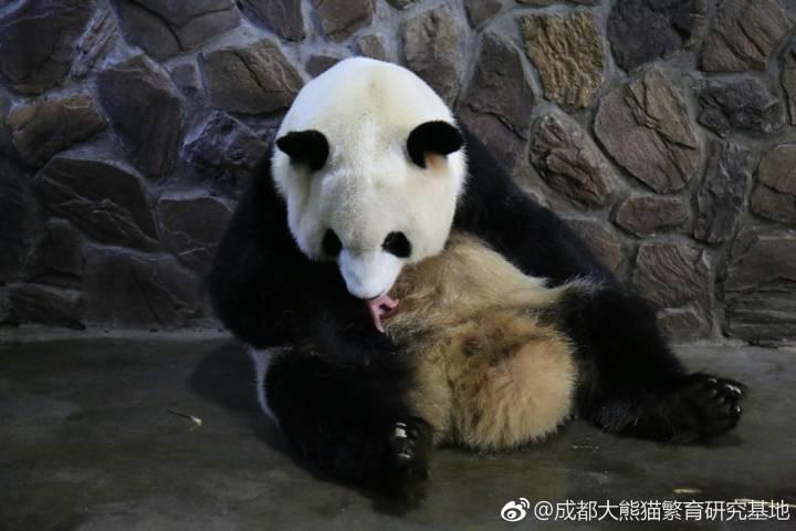 'Olympic panda' gives birth to a male cub in Chengdu(1/5)