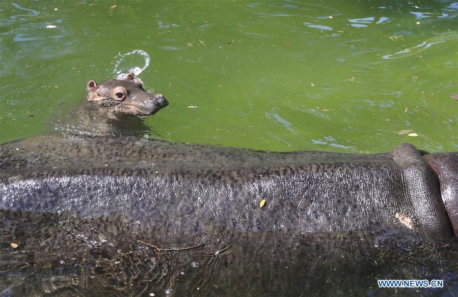 An one-month-old hippo cub plays in the water with its mother \