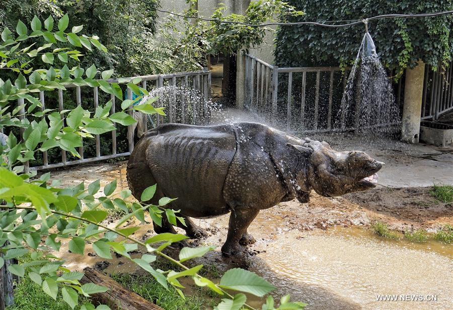Special treat to cool off animals at Beijing Zoo(7/8)