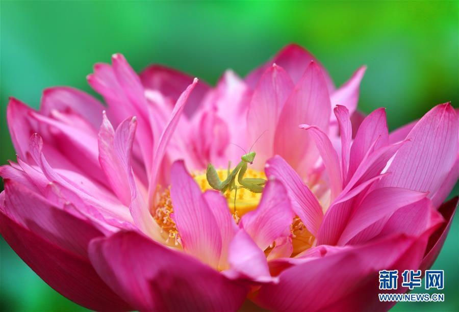 Mantis plays on the lotus flower in Jiangsu(1/4)
