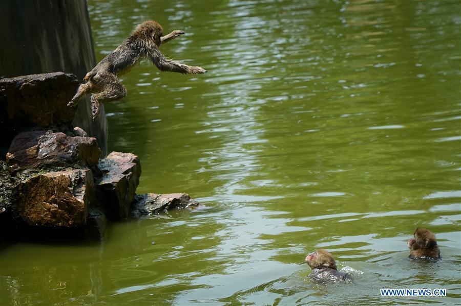 Zoos take measures to cool down animals in hot weather(12/14)