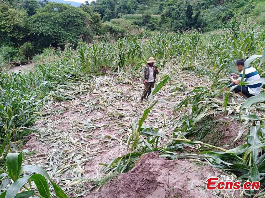 Farmers check corn damaged by wild Asian elephants in Ninger County, Southwest China’s Yunnan Province, July 19, 2017. Thirteen wild Asian elephants intruded on farmland and damaged crops in the county before local policed armed with guns arrived. A farmer said the elephants ate corn on his 0.13 hectares of land. (Photo: China News Service/Wang Wei)