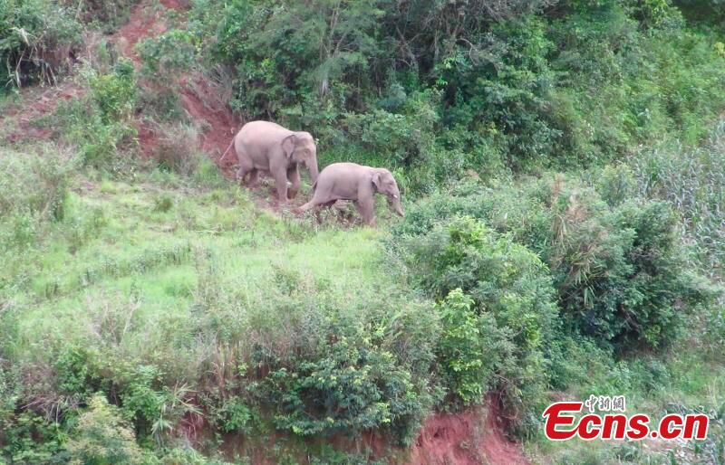 Two wild Asian elephants roam on a mountain in Ninger County, Southwest China’s Yunnan Province, July 19, 2017. Thirteen wild Asian elephants intruded on farmland and damaged crops in the county before local policed armed with guns arrived. (Photo: China News Service/Wang Wei)
