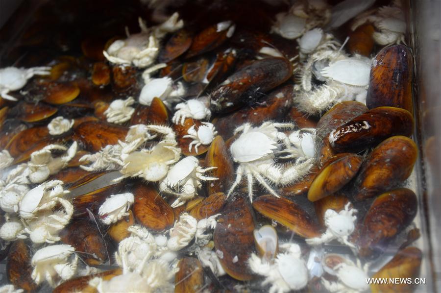 Photo taken on July 25, 2017 shows some biological samples collected by the unmanned submersible \