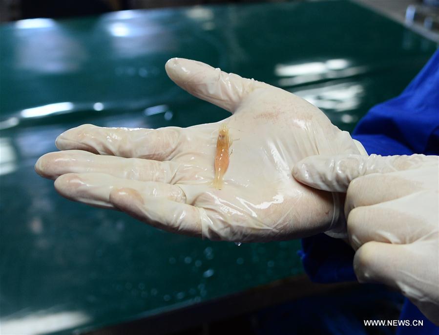 Photo taken on July 25, 2017 shows a shrimp collected by the unmanned submersible \