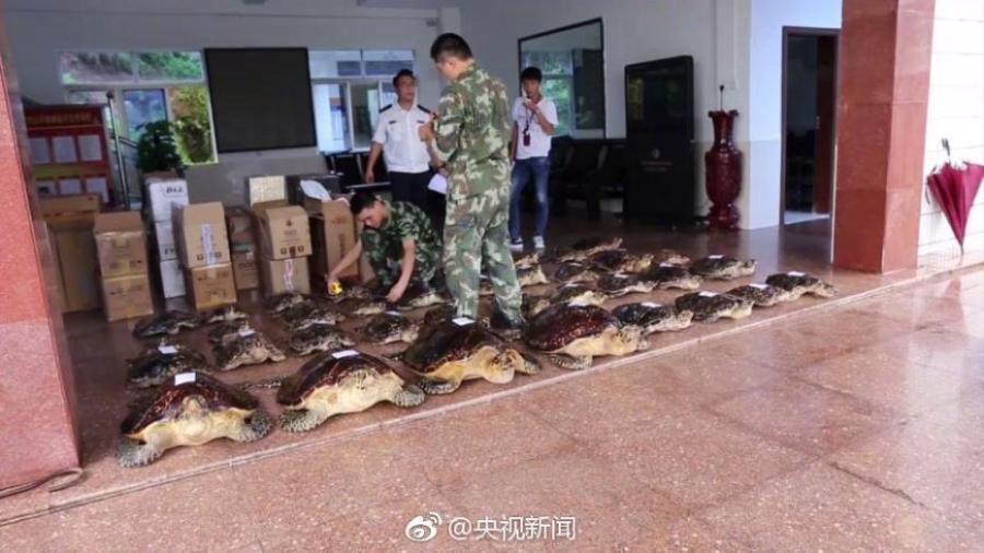 Border soldiers show 38 hawksbill sea turtles found in a check in South China’s Guangxi Zhuang Autonomous Region. The critically endangered sea turtle is often harvested for its beautiful shell. Sources said some of the turtles were killed by hot water. (Photo/Weibo of CCTV)