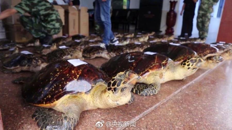 Border soldiers show 38 hawksbill sea turtles found in a check in South China’s Guangxi Zhuang Autonomous Region. The critically endangered sea turtle is often harvested for its beautiful shell. Sources said some of the turtles were killed by hot water. (Photo/Weibo of CCTV)