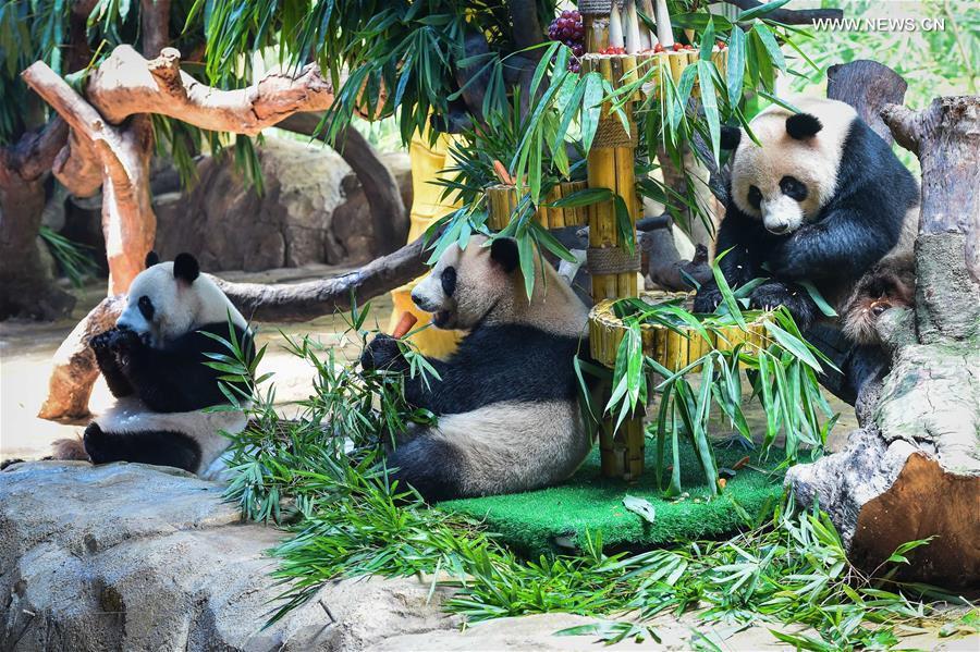 Triplet giant pandas celebrate 3rd birthday in S China's Guangzhou(1/5)