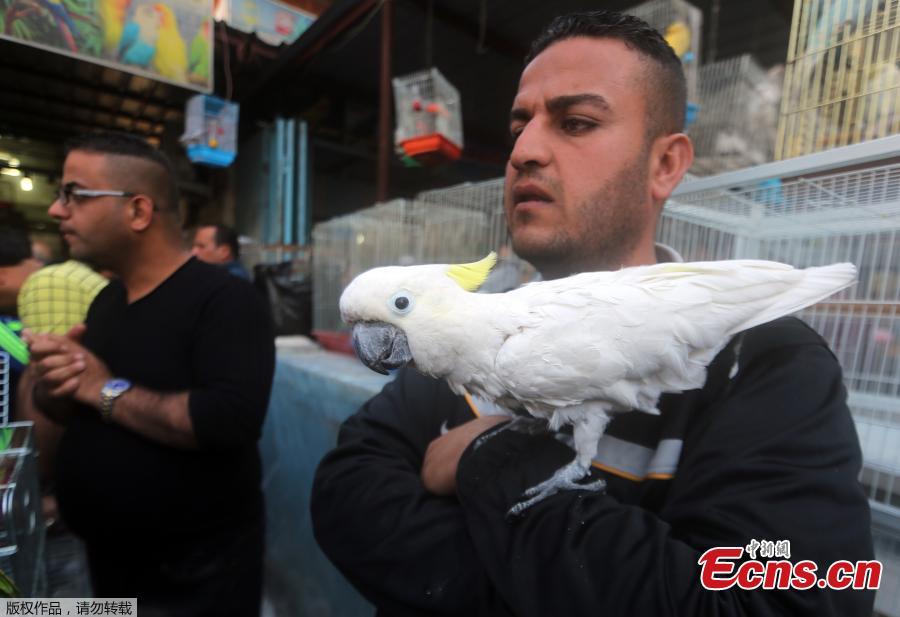 Rare cockatoo chick hatches at Bristol Zoo (4/4)
