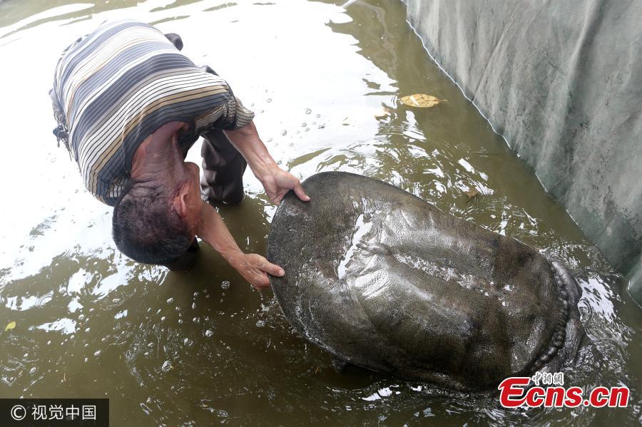 A giant turtle swims in a pond in a temple in Quanzhou City, East China’s Fujian Province, Aug. 7, 2017. The turtle is one meter long and 60 centimeters wide. It weighs about 50 kilograms and has lived in the pond for at least eight years. (Photo/VCG)