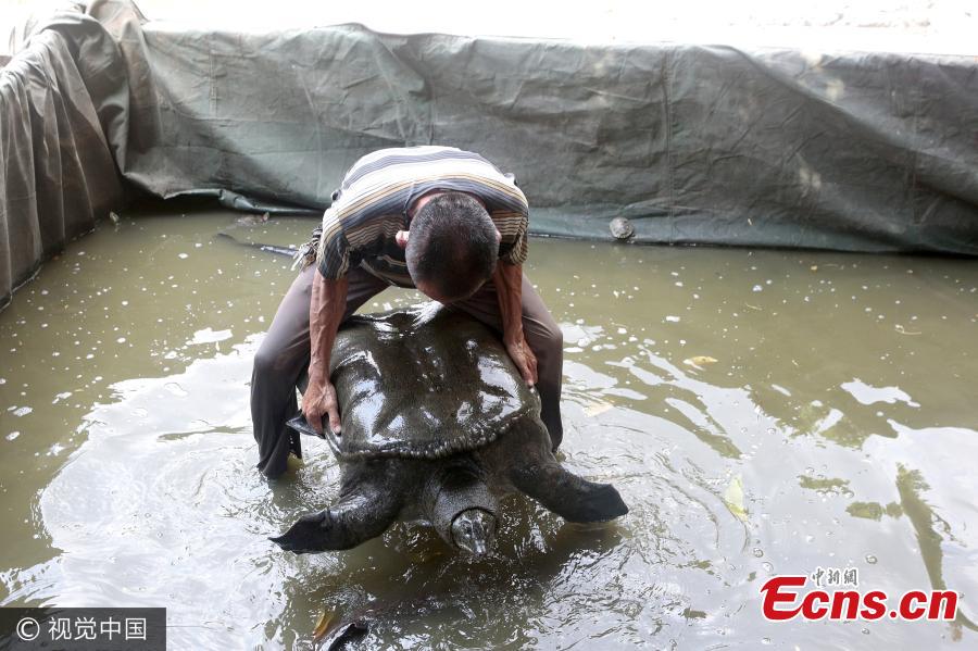 A giant turtle swims in a pond in a temple in Quanzhou City, East China’s Fujian Province, Aug. 7, 2017. The turtle is one meter long and 60 centimeters wide. It weighs about 50 kilograms and has lived in the pond for at least eight years. (Photo/VCG)