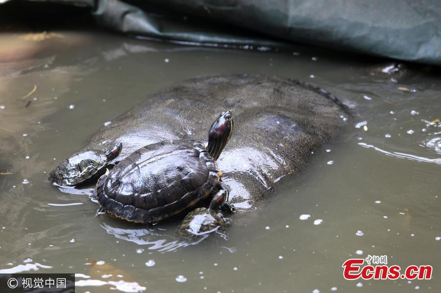 Smaller turtles climb over the shell of a giant turtle, which lives in a temple pond in Quanzhou City, East China’s Fujian Province, Aug. 7, 2017. The turtle is one meter long and 60 centimeters wide. It weighs about 50 kilograms and has lived in the pond for at least eight years. (Photo/VCG)