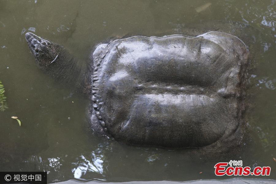 A giant turtle swims in a pond in a temple in Quanzhou City, East China’s Fujian Province, Aug. 7, 2017. The turtle is one meter long and 60 centimeters wide. It weighs about 50 kilograms and has lived in the pond for at least eight years. (Photo/VCG)