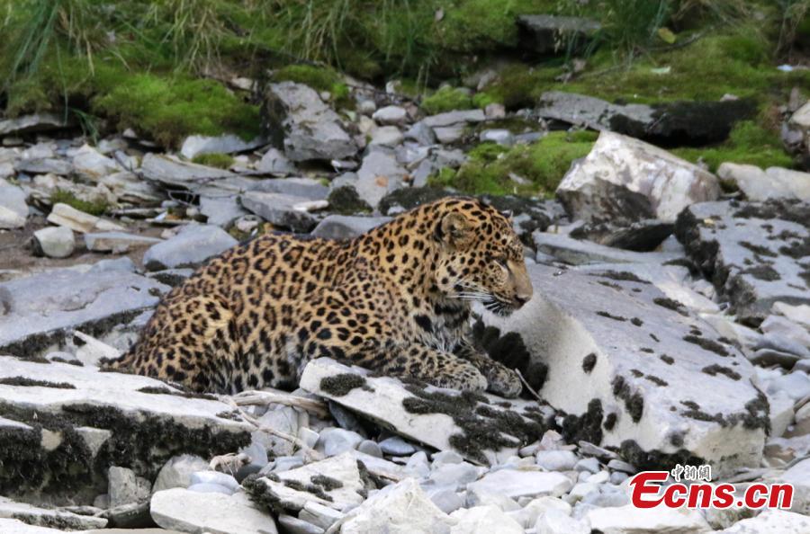 A wild leopard roams near a forest in Luhuo County, Southwest China’s Sichuan Province, Aug. 29, 2017. The one-meter-long animal wandered for five hours near a river before disappearing into a forest. (Photo: China News Service/Yang Xiaokang)