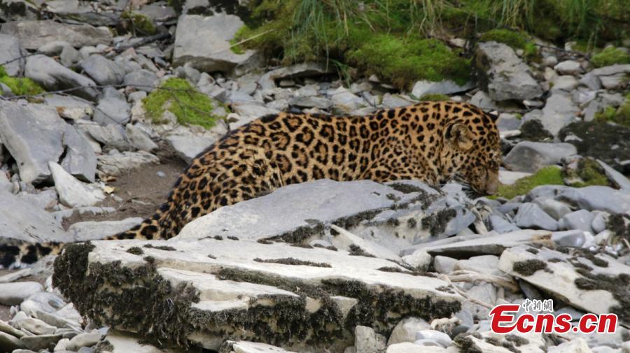 A wild leopard roams near a forest in Luhuo County, Southwest China’s Sichuan Province, Aug. 29, 2017. The one-meter-long animal wandered for five hours near a river before disappearing into a forest. (Photo: China News Service/Yang Xiaokang)