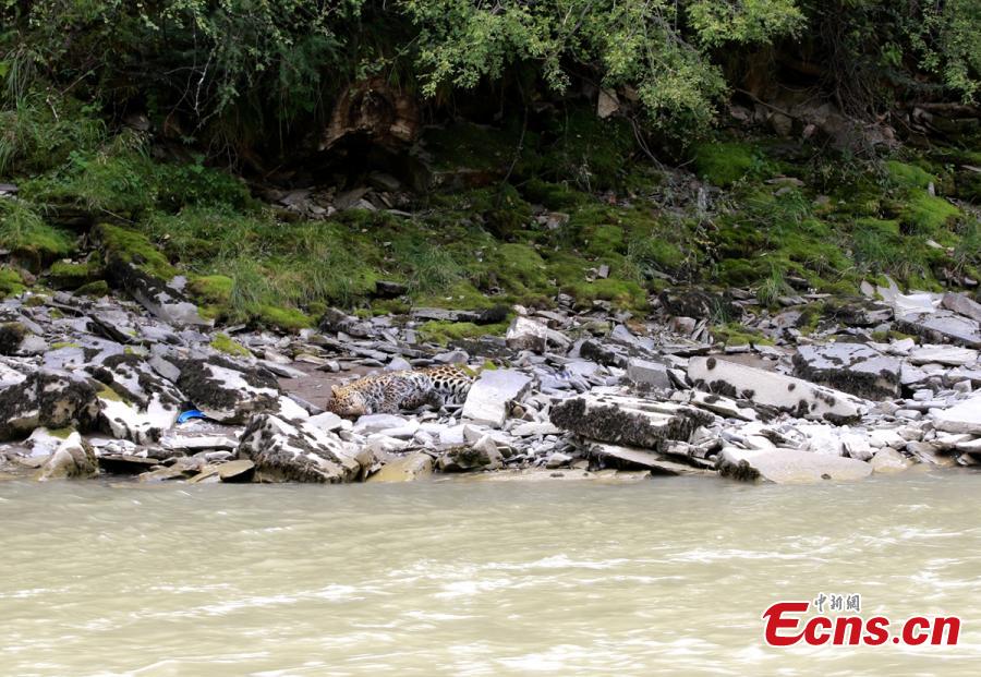 A wild leopard roams near a forest in Luhuo County, Southwest China’s Sichuan Province, Aug. 29, 2017. The one-meter-long animal wandered for five hours near a river before disappearing into a forest. (Photo: China News Service/Yang Xiaokang)