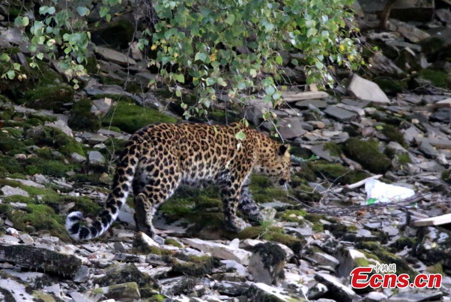 A wild leopard roams near a forest in Luhuo County, Southwest China’s Sichuan Province, Aug. 29, 2017. The one-meter-long animal wandered for five hours near a river before disappearing into a forest. (Photo: China News Service/Yang Xiaokang)