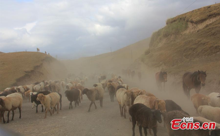 Spectacular seasonal livestock migration in Xinjiang(2/6)